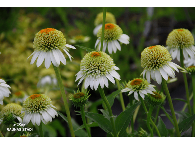 Echinacea purpurea   'Milkshake'